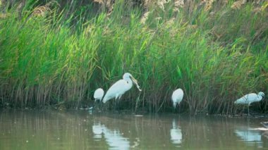 Çin gelinciği gagasında tutulan balığı serbest bıraktı. Çünkü balık çok büyük. (Platalea minör) Bazı Çinli balıkçıllar, Jiading Wetland, Kaohsiung City, Tayvan.