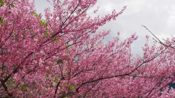Schöne Rosa Kirschblüten Sakura Baum Park Kirschblütensaison Auf Der Wuling — Stockvideo