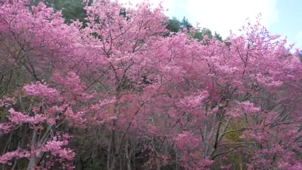 Όμορφη Ροζ Άνθη Κερασιάς Sakura Δέντρο Στο Πάρκο Εποχή Ανθίσεων — Αρχείο Βίντεο