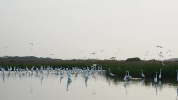 Spatole Nere Sono Alla Ricerca Cibo Con Becco Platalea Minor — Video Stock