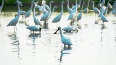 Siyah yüzlü kaşıklar gagalarıyla yiyecek arıyorlar. (Platalea minör) Bazı Çinli balıkçıllar, Jiading Wetland, Kaohsiung City, Tayvan.