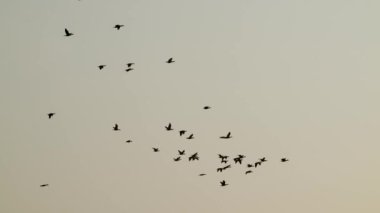 Gün batımında, bir grup Phalacrocorax karbonhidrat havada uçuşuyor. Aogu Wetlands Orman Parkı eko-turizm için bir üs olarak geliştirilmiştir. Chiayi County, Tayvan
