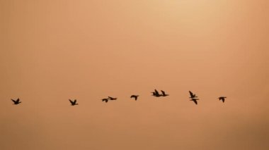 Gün batımında, bir grup Phalacrocorax karbonhidrat havada uçuşuyor. Aogu Wetlands Orman Parkı eko-turizm için bir üs olarak geliştirilmiştir. Chiayi County, Tayvan