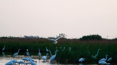Siyah yüzlü kaşık gagası gölete iniyor. Ağır çekim. (Platalea minör) Bazı Çinli balıkçıllar, Jiading Wetland, Kaohsiung City, Tayvan.