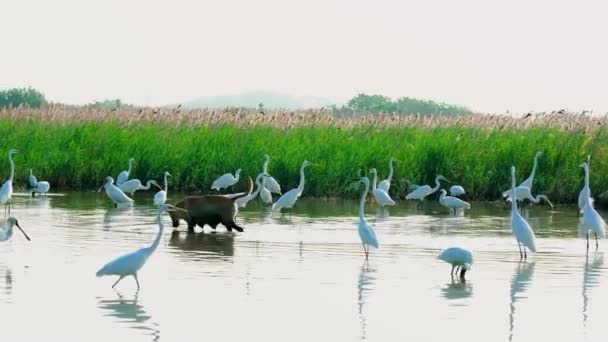 Gele Hond Aan Het Wandelen Vijver Zwarte Lepelaars Voeden Zich — Stockvideo