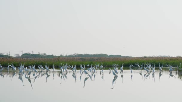 Jezírku Stojí Hejno Čínských Volavek Aby Odpočinulo Platalea Minor Některé — Stock video