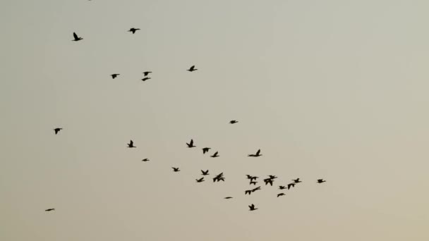 Atardecer Grupo Phalacrocorax Carbo Volando Aire Parque Forestal Los Humedales — Vídeo de stock