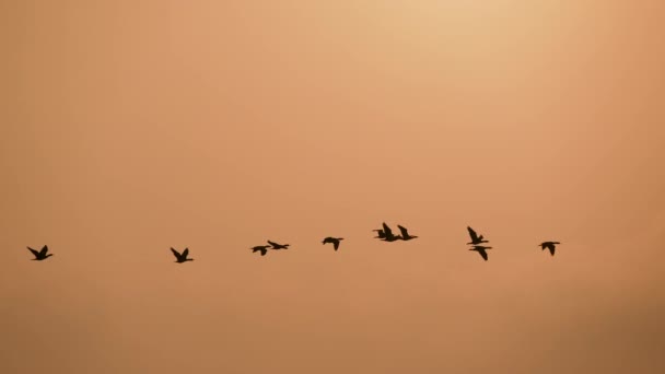 夕暮れ時に Phalacrocorax Carboのグループは 空気中を飛んでいます 青具湿地森林公園は エコツーリズムの拠点として開発されました 台湾嘉義県 — ストック動画