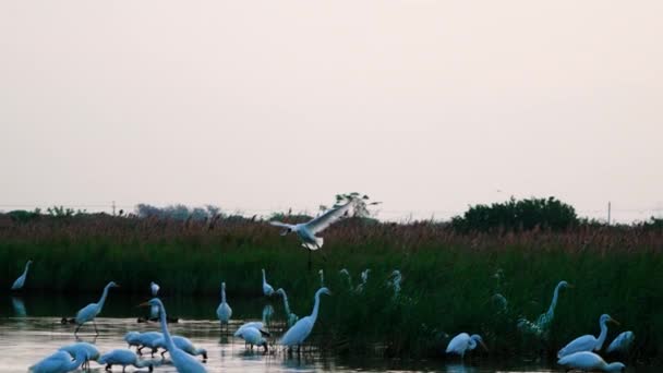 Black Faced Spoonbill Landing Pond Slow Motion Platalea Minor Some — Stock Video