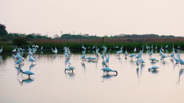 黑脸琵琶鱼正在用喙寻找食物 慢动作 Platalea Minor Some Chinese Egrets Jiading Wetland Kaohsiung — 图库视频影像