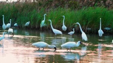 Siyah yüzlü kaşıklar gagalarıyla yiyecek arıyorlar. Ağır çekim. (Platalea minör) Bazı Çinli balıkçıllar, Jiading Wetland, Kaohsiung City, Tayvan.