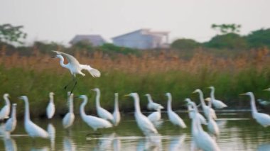 Siyah yüzlü kaşık gagası gölete iniyor. Ağır çekim. (Platalea minör) Bazı Çinli balıkçıllar, Jiading Wetland, Kaohsiung City, Tayvan.
