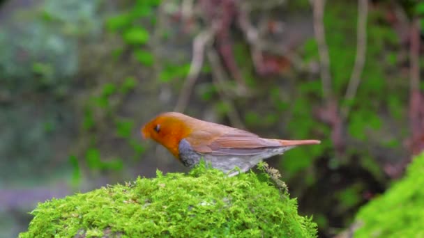 Giapponese Robin Viso Petto Arancio Brillante Una Coda Fucsia Brillante — Video Stock