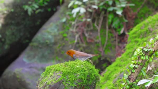 Japanisches Rotkehlchen Hat Ein Leuchtend Orangefarbenes Gesicht Und Einen Hellen — Stockvideo