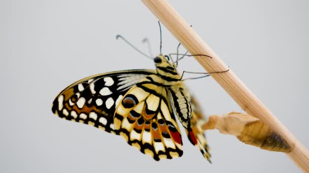 Papilio Demoleus Uma Borboleta Nascida Uma Metamorfose Crisálida Papilio Demoleus — Vídeo de Stock