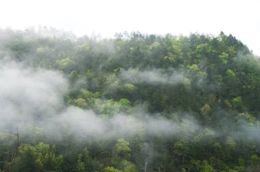 Bulutlar, güneş ışığı ve yeşil ağaçlar puslu bir dağ manzarası oluşturur. Dağ ormanı sabah manzarası. Wuling Çiftliği, Taichung Şehri, Tayvan. 2022.