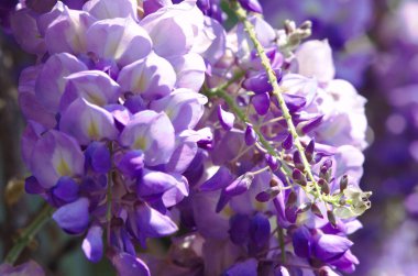 Mor Çin salkımı, bezelyede yetişen bir bitki türüdür. Sallanan mor çiçekler, Wisteria Sinensis (Sims) Tatlı. Lishan, Tayvan.