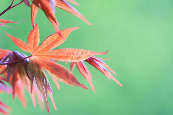 Close Red Maple Leaves Green Background Poetic Picturesque Maple Leaves — Stock Photo, Image