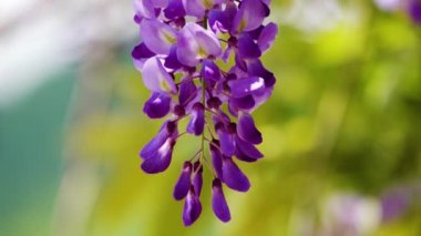 Mor Çin salkımı, bezelyede yetişen bir bitki türüdür. Sallanan mor çiçekler, Wisteria Sinensis (Sims) Tatlı. Lishan, Tayvan.