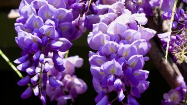 Mor Çin salkımı, bezelyede yetişen bir bitki türüdür. Sallanan mor çiçekler, Wisteria Sinensis (Sims) Tatlı. Lishan, Tayvan.