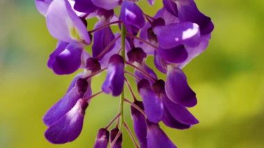 Mor Çin salkımı, bezelyede yetişen bir bitki türüdür. Sallanan mor çiçekler, Wisteria Sinensis (Sims) Tatlı. Lishan, Tayvan.