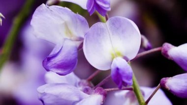 Mor Çin salkımı, bezelyede yetişen bir bitki türüdür. Sallanan mor çiçekler, Wisteria Sinensis (Sims) Tatlı. Lishan, Tayvan.