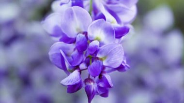 Mor Çin salkımı, bezelyede yetişen bir bitki türüdür. Sallanan mor çiçekler, Wisteria Sinensis (Sims) Tatlı. Lishan, Tayvan.
