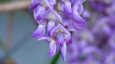 Mor Çin salkımı, bezelyede yetişen bir bitki türüdür. Sallanan mor çiçekler, Wisteria Sinensis (Sims) Tatlı. Lishan, Tayvan.