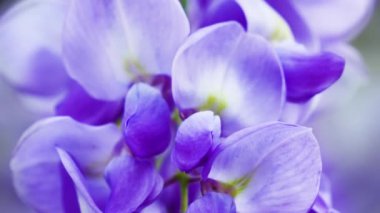 Mor Çin salkımı, bezelyede yetişen bir bitki türüdür. Sallanan mor çiçekler, Wisteria Sinensis (Sims) Tatlı. Lishan, Tayvan.