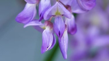 Mor Çin salkımı, bezelyede yetişen bir bitki türüdür. Sallanan mor çiçekler, Wisteria Sinensis (Sims) Tatlı. Lishan, Tayvan.