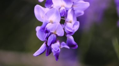 Mor Çin salkımı, bezelyede yetişen bir bitki türüdür. Sallanan mor çiçekler, Wisteria Sinensis (Sims) Tatlı. Lishan, Tayvan.