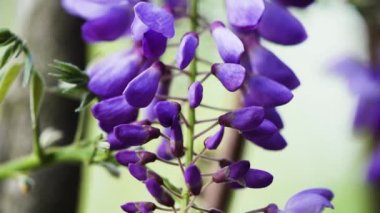 Mor Çin salkımı, bezelyede yetişen bir bitki türüdür. Sallanan mor çiçekler, Wisteria Sinensis (Sims) Tatlı. Lishan, Tayvan.