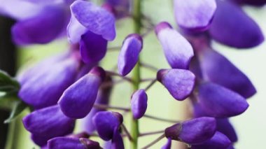 Mor Çin salkımı, bezelyede yetişen bir bitki türüdür. Sallanan mor çiçekler, Wisteria Sinensis (Sims) Tatlı. Lishan, Tayvan.