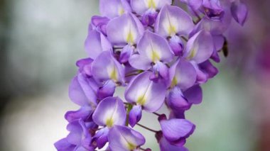 Mor Çin salkımı, bezelyede yetişen bir bitki türüdür. Sallanan mor çiçekler, Wisteria Sinensis (Sims) Tatlı. Lishan, Tayvan.