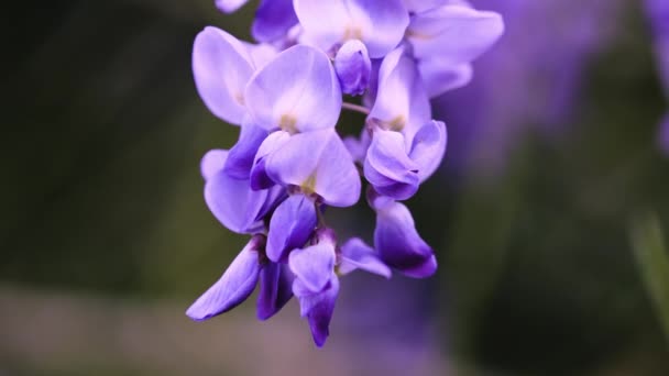 Пурпурная Китайская Вистерия Разновидность Цветущего Растения Горошине Висячие Фиолетовые Цветы — стоковое видео