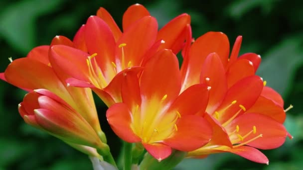 Clivia Miniata Mekar Bunga Terompet Oranye Terang Yang Spektakuler Musim — Stok Video