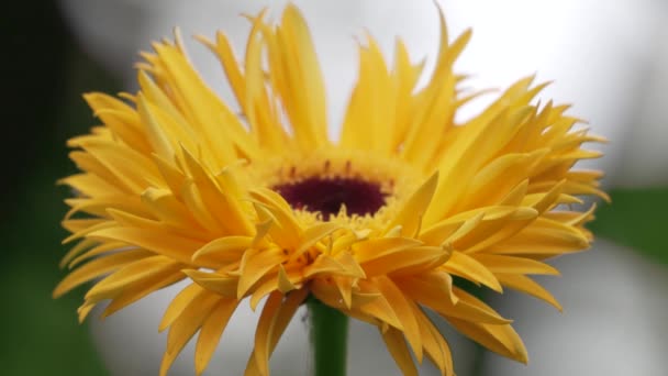 Žluté Gerberovy Sedmikrásky African Daisy Květu Zblízka Jarní Květinová Sezóna — Stock video