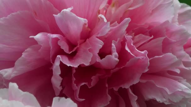 Piwonia Moutan Pełnym Rozkwicie Różowymi Płatkami Sezon Wiosennych Kwiatów Sun — Wideo stockowe