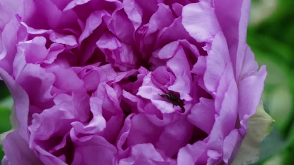 Una Abeja Vuela Hacia Una Peonía Floreciente Moutan Con Pétalos — Vídeos de Stock