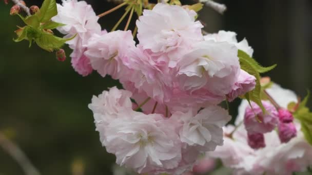 Flores Cerezo Doble Flor Plena Floración Con Pétalos Blancos Rosados — Vídeo de stock