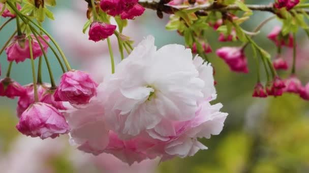 Doppelblütige Kirschblüten Voller Blüte Mit Weißen Und Rosa Blütenblättern Frühlingsblumensaison — Stockvideo