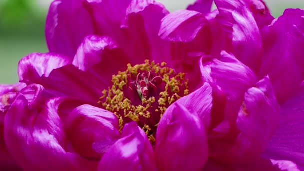 Virágzó Bazsarózsa Moutan Sötét Rózsaszirmokkal Tavaszi Virágszezon Sun Link Sea — Stock videók