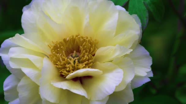 Eine Blühende Pfingstrose Moutan Mit Weißen Blütenblättern Und Gelben Staubgefäßen — Stockvideo