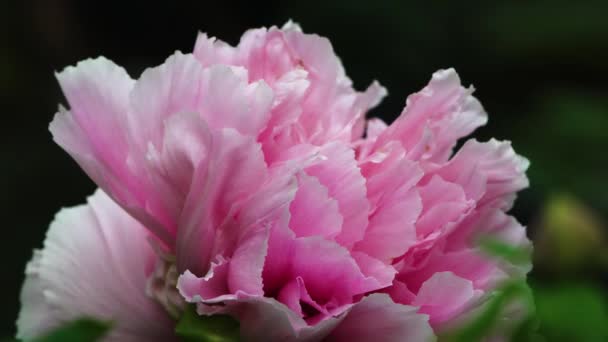 Piwonia Moutan Pełnym Rozkwicie Różowymi Płatkami Sezon Wiosennych Kwiatów Sun — Wideo stockowe