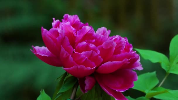 Kvetoucí Pivoňka Moutan Tmavorůžovými Okvětními Lístky Jarní Květinová Sezóna Sun — Stock video
