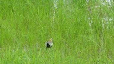 Sülün kuyruklu Jacana bitkilerle dolu bir gölde besleniyor. Uzun kuyruklu kuş. Guantian Sülün Kuyruklu Jacana Ekolojik Eğitim Parkı. Tainan Şehri, Tayvan.