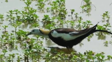 Sülün kuyruklu Jacana bitkilerle dolu bir gölde besleniyor. Uzun kuyruklu kuş. Guantian Sülün Kuyruklu Jacana Ekolojik Eğitim Parkı. Tainan Şehri, Tayvan.