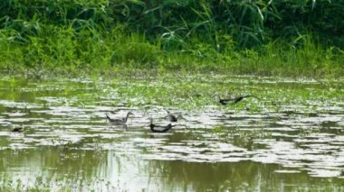 Sülün kuyruklu Jacana bitkilerle dolu bir gölde besleniyor. Uzun kuyruklu kuş. Guantian Sülün Kuyruklu Jacana Ekolojik Eğitim Parkı. Tainan Şehri, Tayvan.