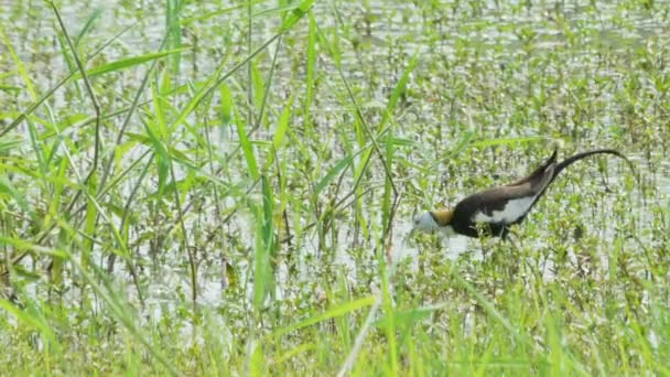 Fasanenschwänzchen Jacana Füttert Einem Teich Mit Vegetation Langschwanzvogel Fasanenschwänzchen Jacana — Stockvideo