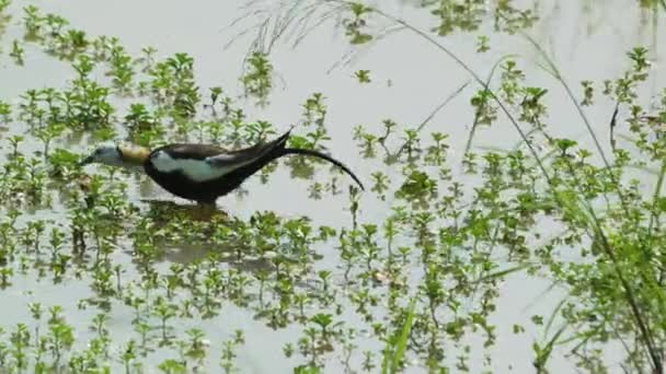 재카나는 연못에서 먹이를 있습니다 긴꼬리새 Guantian Pheasant Tailed Jacana Ecological — 비디오